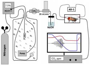 Macintosh HD:Users:cqyu:Desktop:Ecotech-Suppliers:北美:Sablesys.com:Reference:昆蟲等無脊椎動(dòng)物:果蠅呼吸:圖片:果蠅呼吸與活動(dòng).jpg